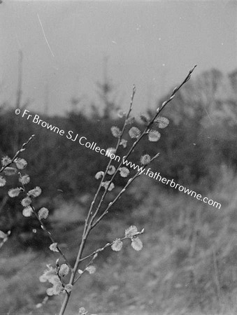 TREE WITH FLOWERS